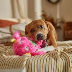 Frisco Halloween Zany Monster Muscle Plush Squeaky Dog Toy -Pet Dog Shop 668166 PT3. AC SS1800 V1689271301