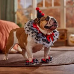 Frisco Clown Dog & Cat Costume Accessory 12 Frisco Clown Dog & Cat Costume Accessory -Pet Dog Shop 706526 PT7. AC SS1800 V1689282556