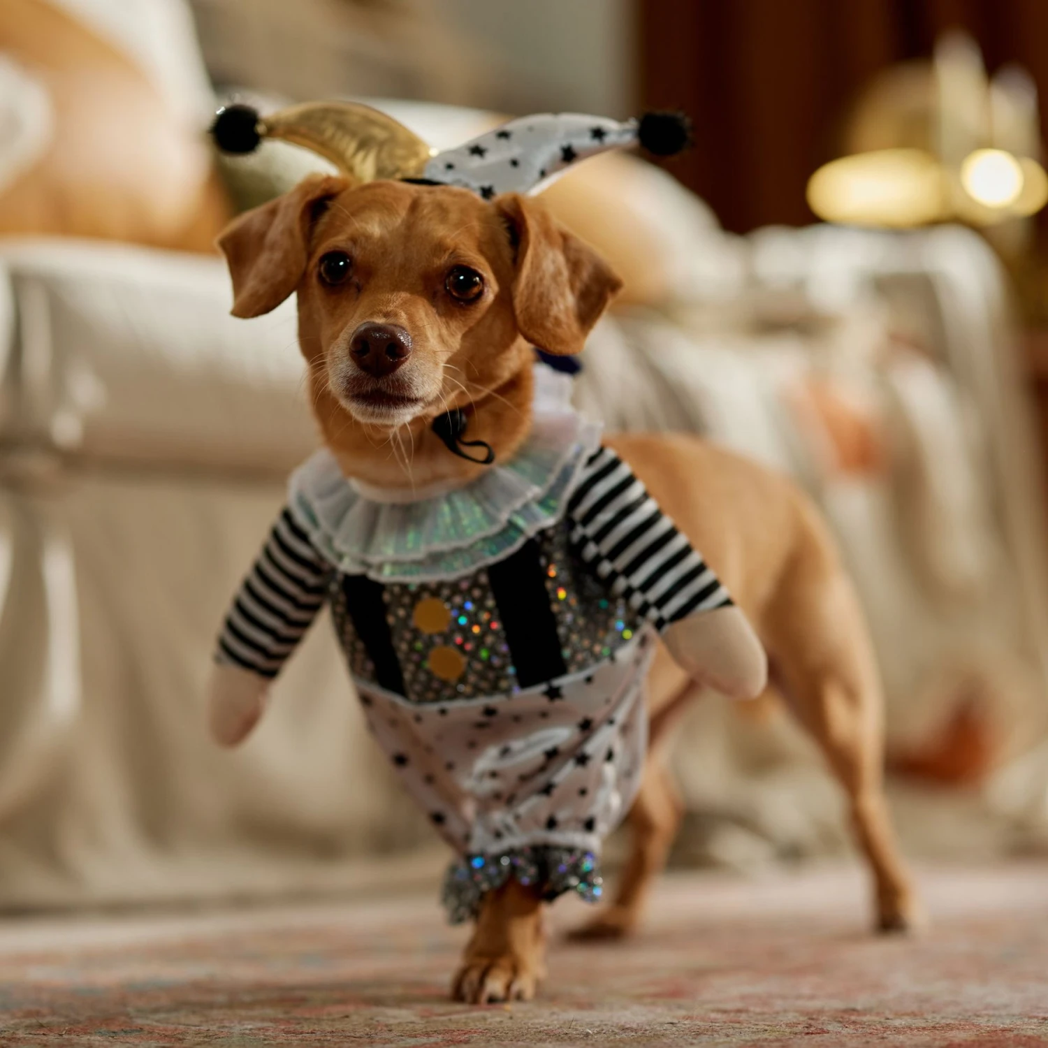 Frisco Front Walking Glitter Clown Dog & Cat Costume 8 Frisco Front Walking Glitter Clown Dog & Cat Costume - Image 8