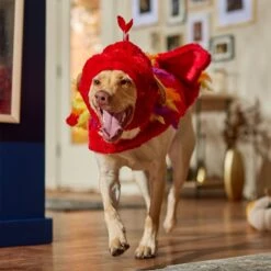 Frisco Flying Phoenix Dog & Cat Costume 14 Frisco Flying Phoenix Dog & Cat Costume -Pet Dog Shop 708150 PT7. AC SS1800 V1689343869