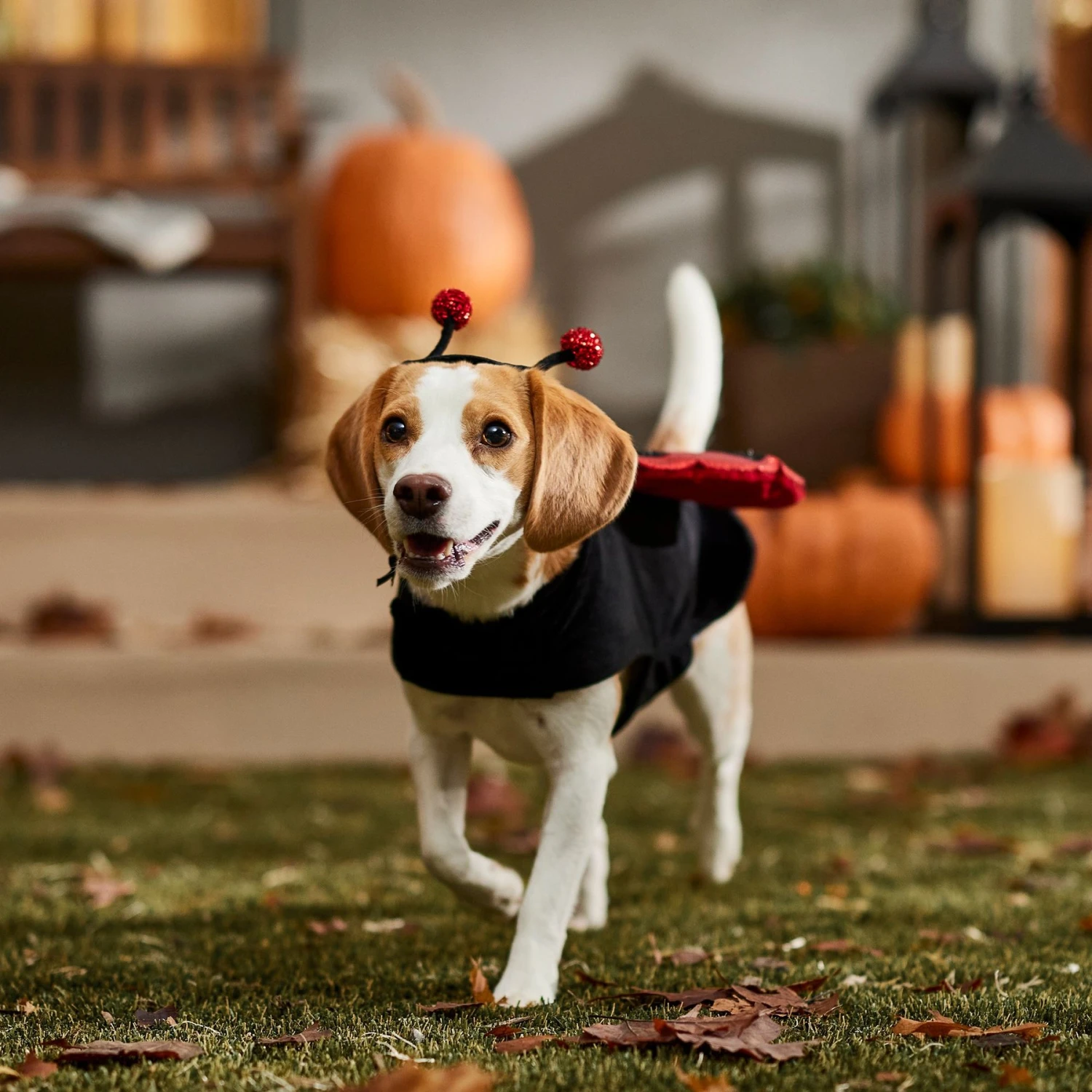 Frisco Glittered Ladybug Dog & Cat Costume 8 Frisco Glittered Ladybug Dog & Cat Costume - Image 8