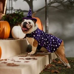 Frisco Cosmic Witch Dog & Cat Costume 12 Frisco Cosmic Witch Dog & Cat Costume -Pet Dog Shop 708982 PT7. AC SS1800 V1689350987