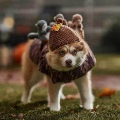 Frisco Squirrels & Nuts Ride-On Dog & Cat Costume -Pet Dog Shop 709422 PT7. AC SS1800 V1689270909