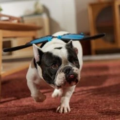 Frisco Magical Butterfly Wings Dog & Cat Costume Accessory 12 Frisco Magical Butterfly Wings Dog & Cat Costume Accessory -Pet Dog Shop 713062 PT7. AC SS1800 V1689354962