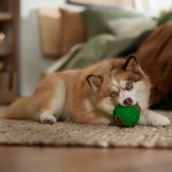 Frisco Holiday Fetch Squeaky Tennis Ball With Rubber Sleeve Dog Toy -Pet Dog Shop 739686 PT3. AC SS1800 V1694812401