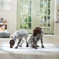 Frisco Mega Non-Skid Ultra Premium Dog Training & Potty Pads -Pet Dog Shop 793822 PT6. AC SS1800 V1683033862