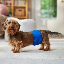 Frisco Washable Dog Diaper Male Wraps -Pet Dog Shop 862854 PT3. AC SS1800 V1698950172