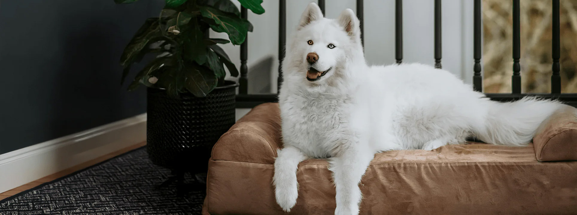 Pet Dog Shop -Pet Dog Shop 2