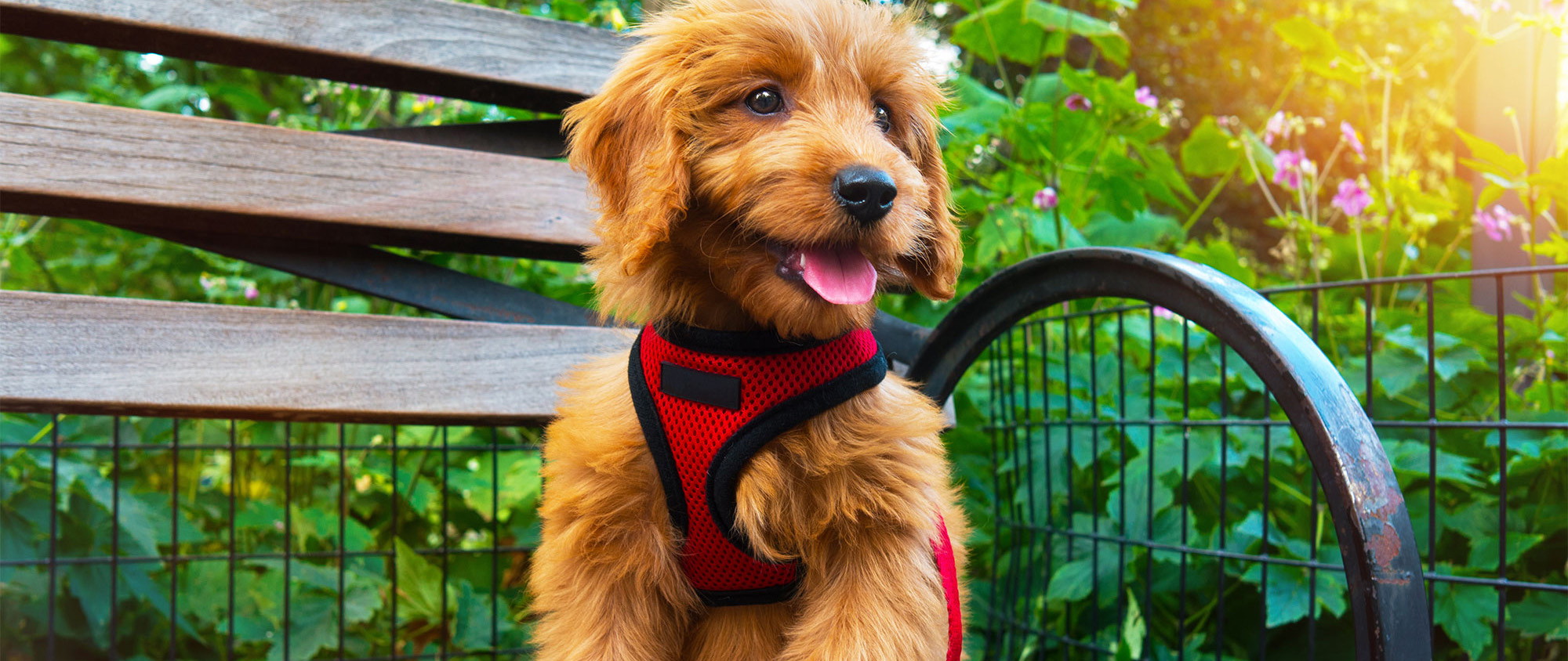 Pet Dog Shop -Pet Dog Shop 3